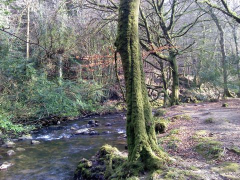 Ivybridge river walk