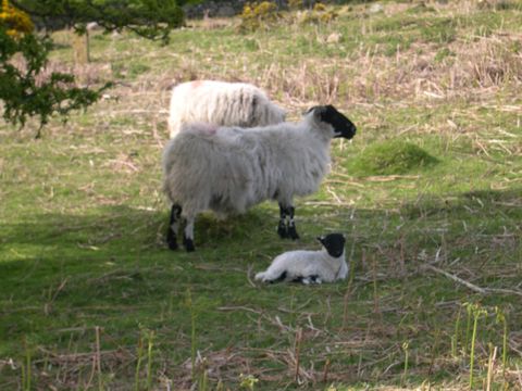 dartmoor sheep