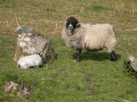 dartmoor sheep