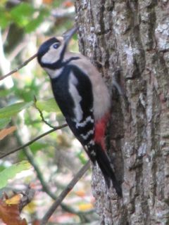 woodpecker